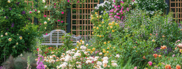 Lush garden filled with colorful blooming flowers, including roses and foxgloves, with a white bench and wooden trellises in the background.